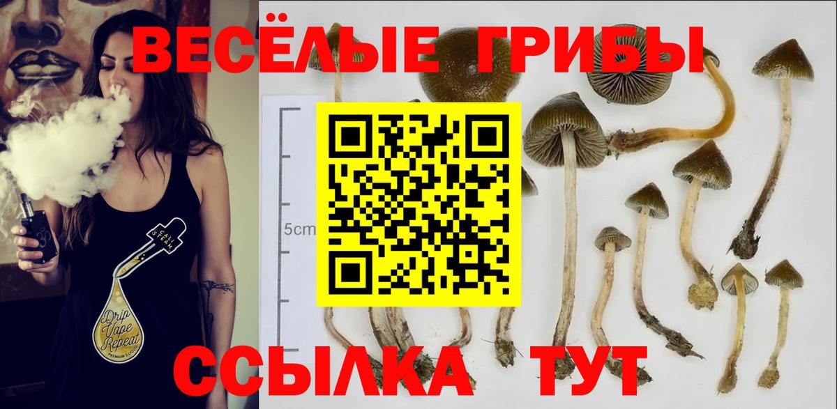 Димитровград  даркнет сайт  Вход с VPN  Галлюциногенные грибы Cubensis 